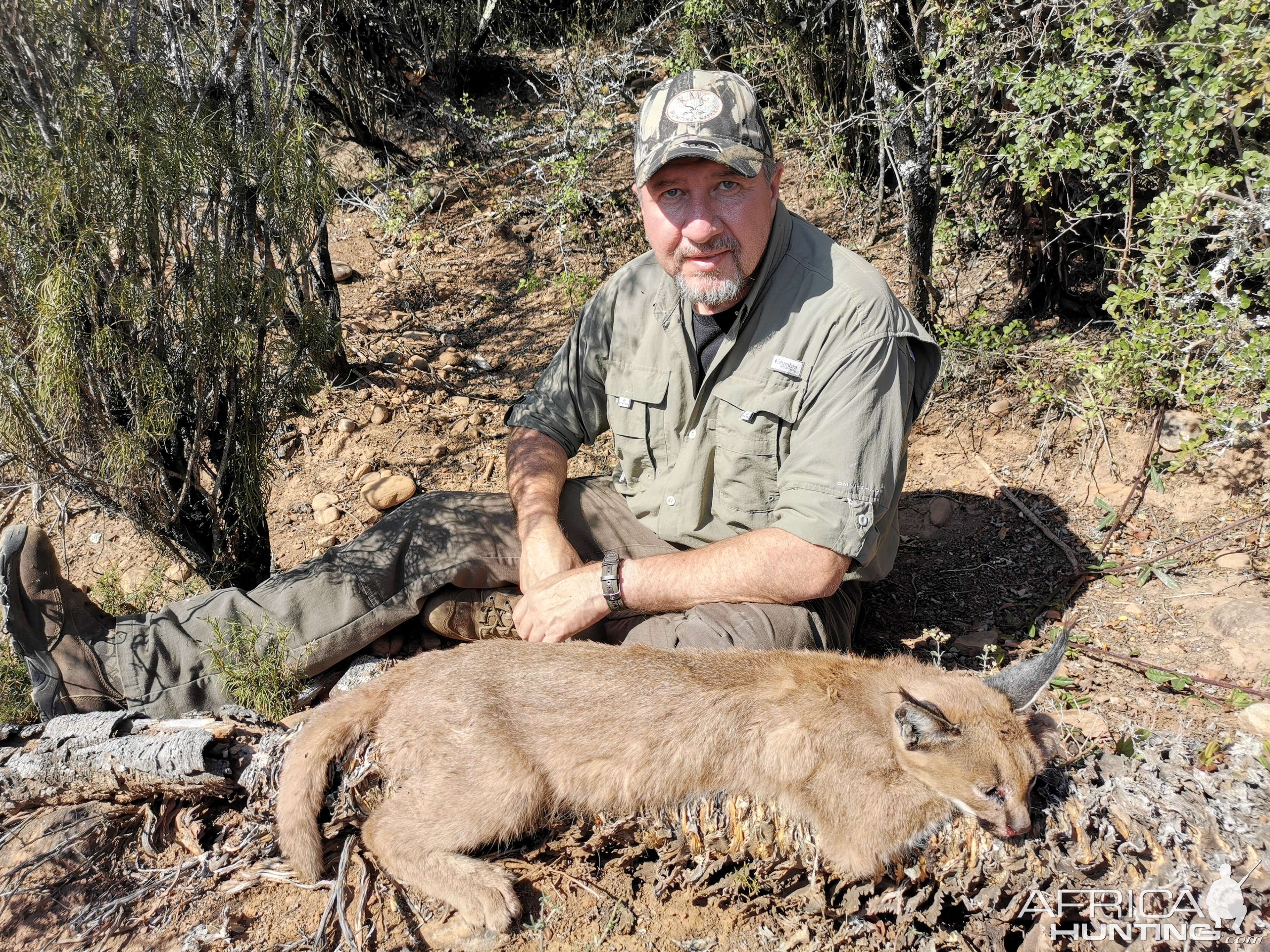 Hunting Caracal in South Africa