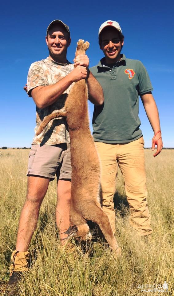 Hunting Caracal South Africa