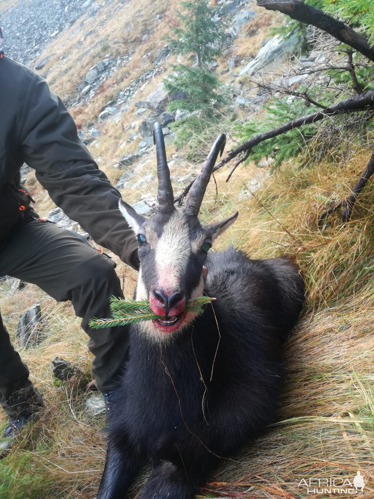 Hunting Carpathian Chamois in Romania