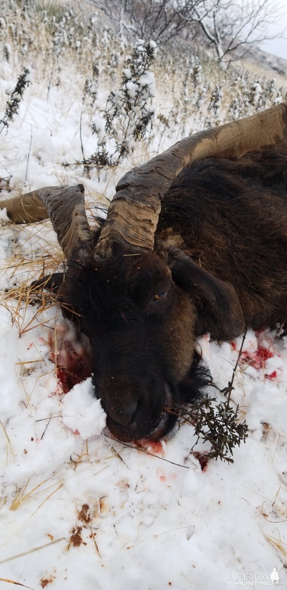 Hunting Catalina Goat in Texas USA