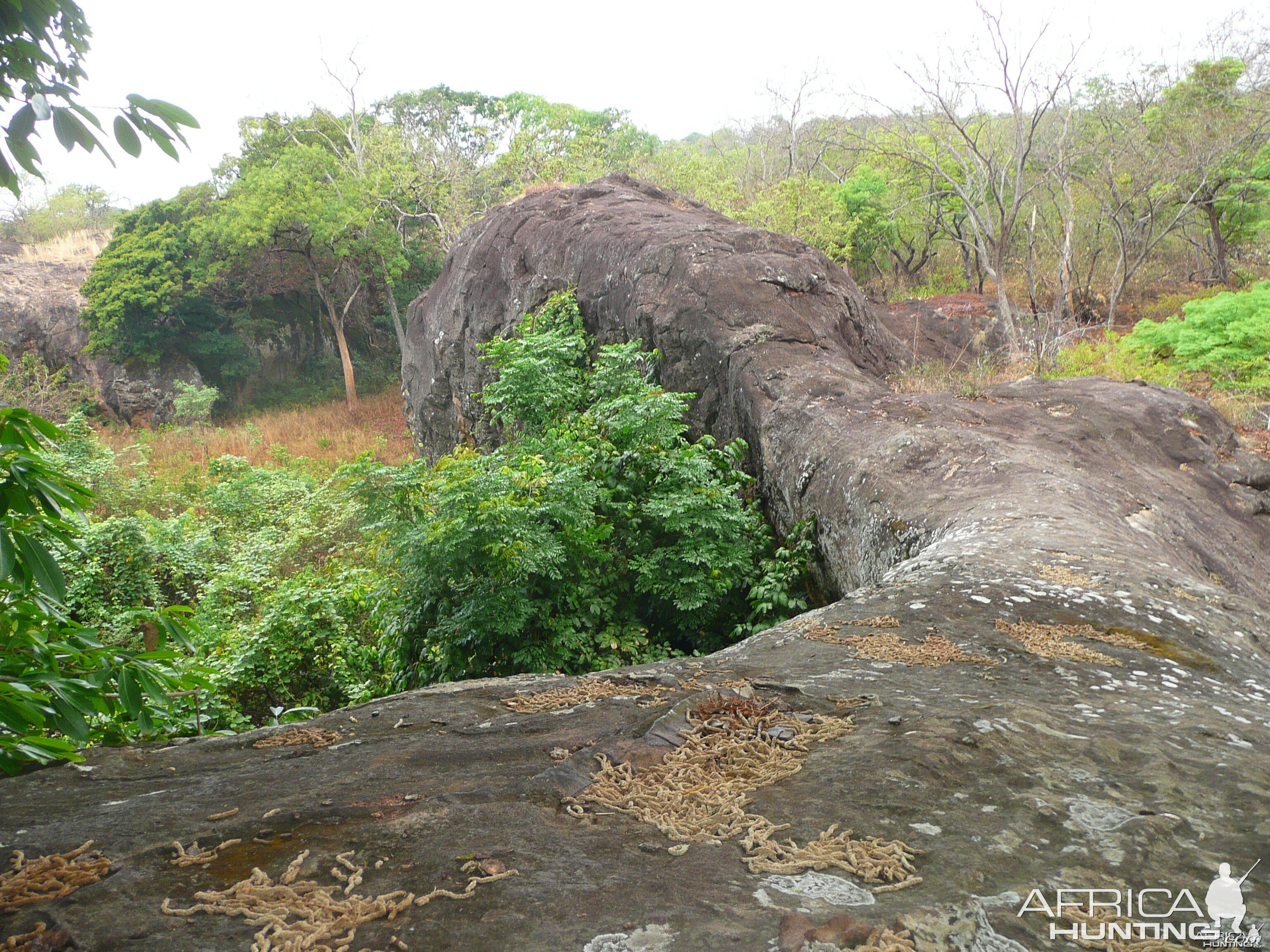 Hunting Central African Republic