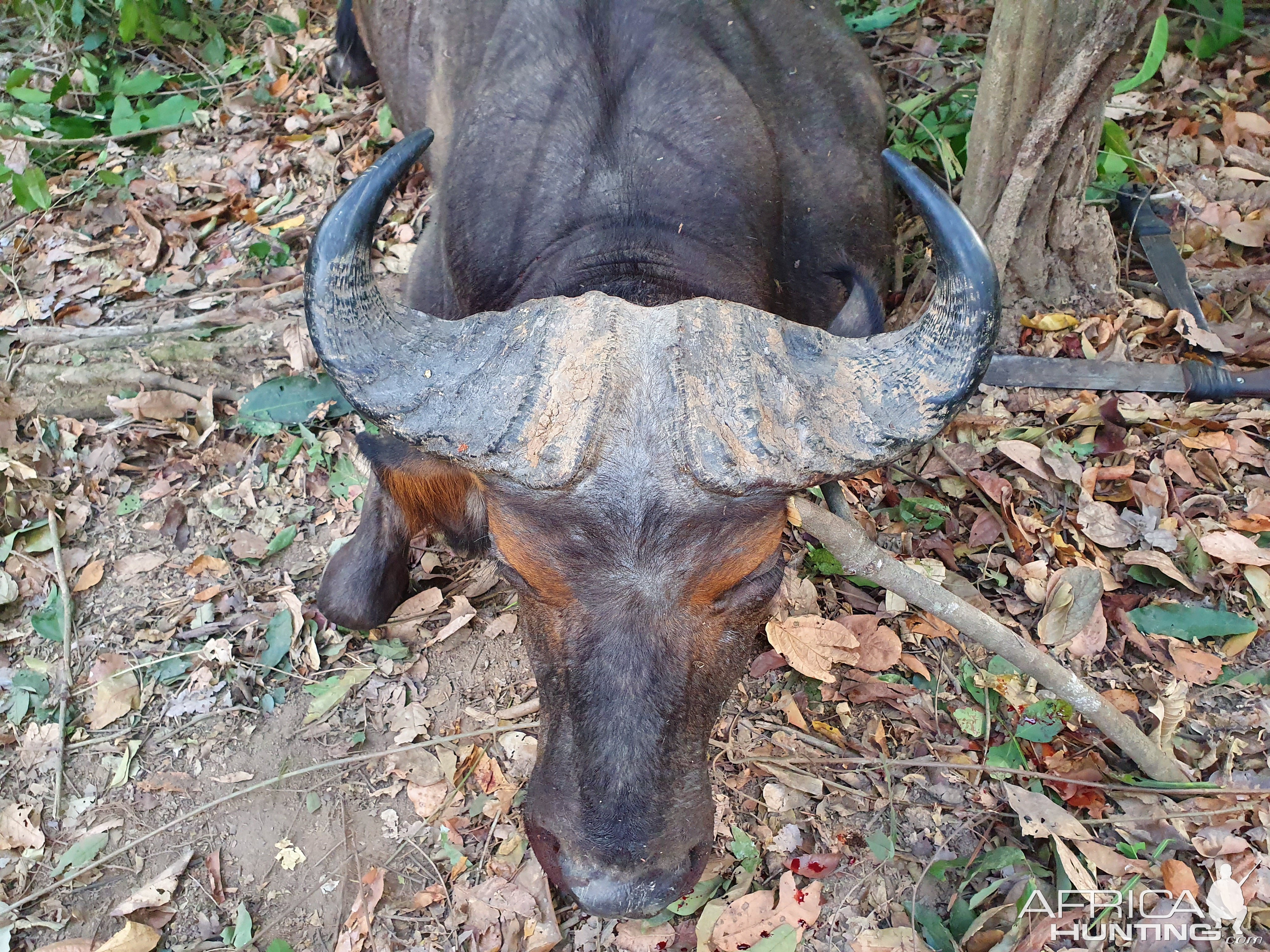 Hunting Central African Savanna Buffalo in Central African Republic