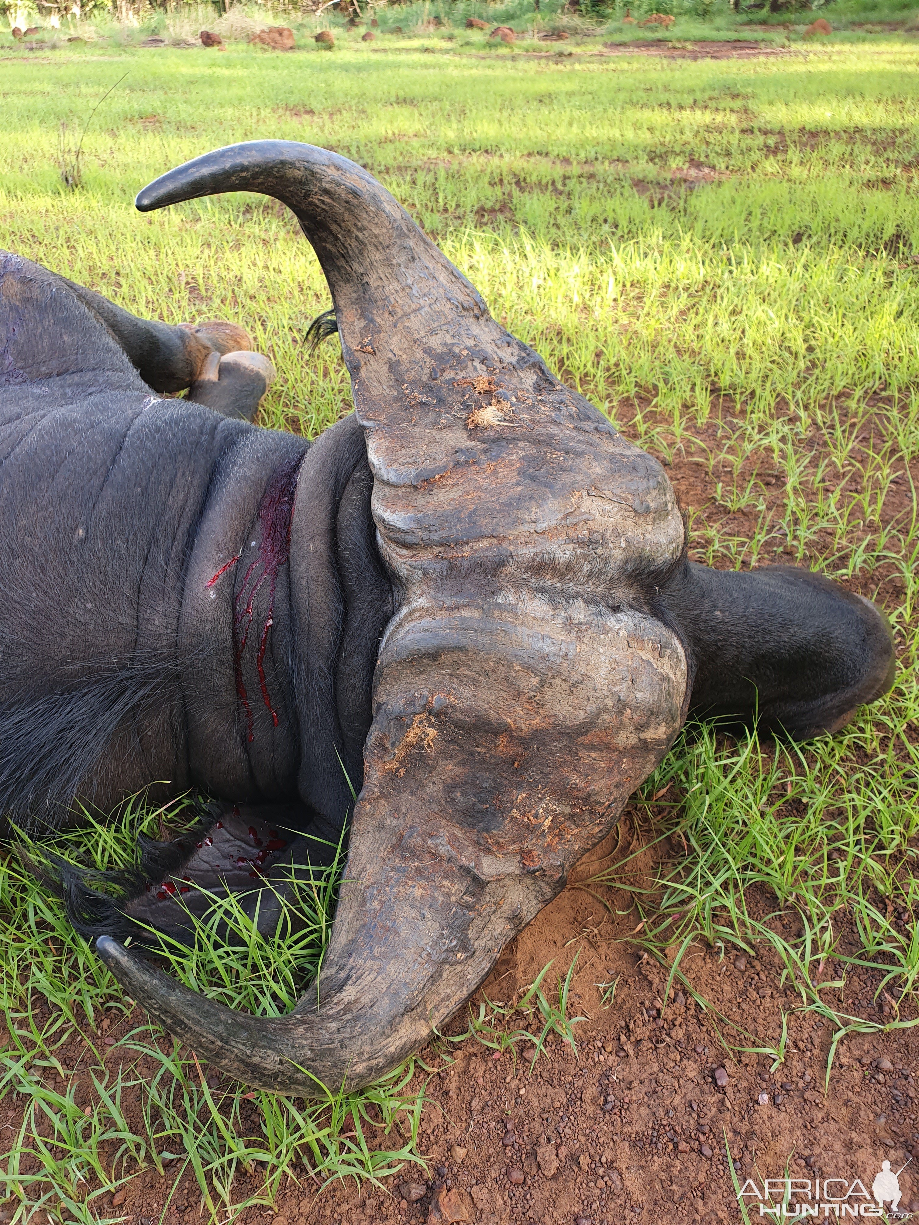 Hunting Central African Savanna Buffalo in Central African Republic