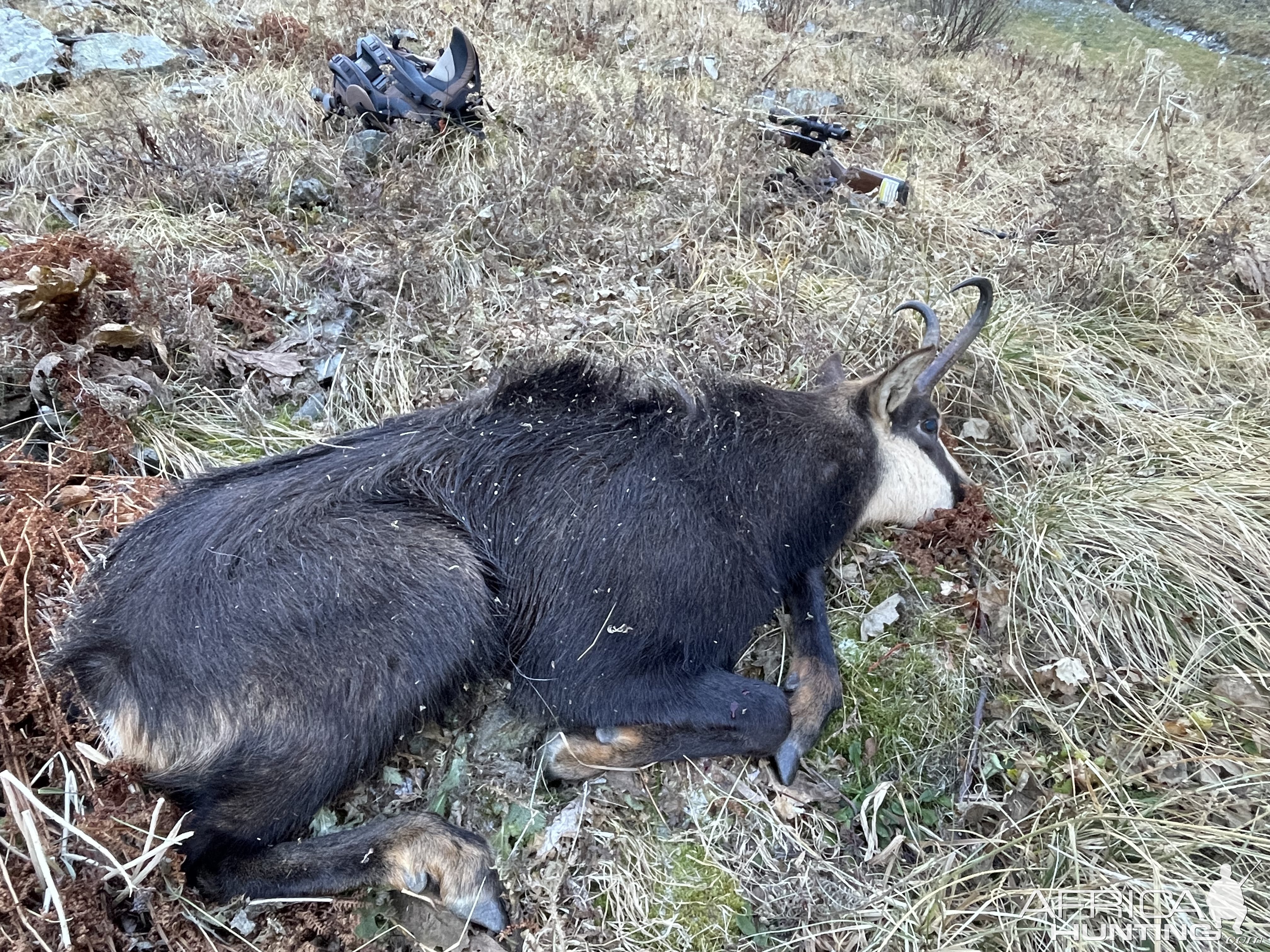 Hunting Chamois Fagaras Mountains Romania