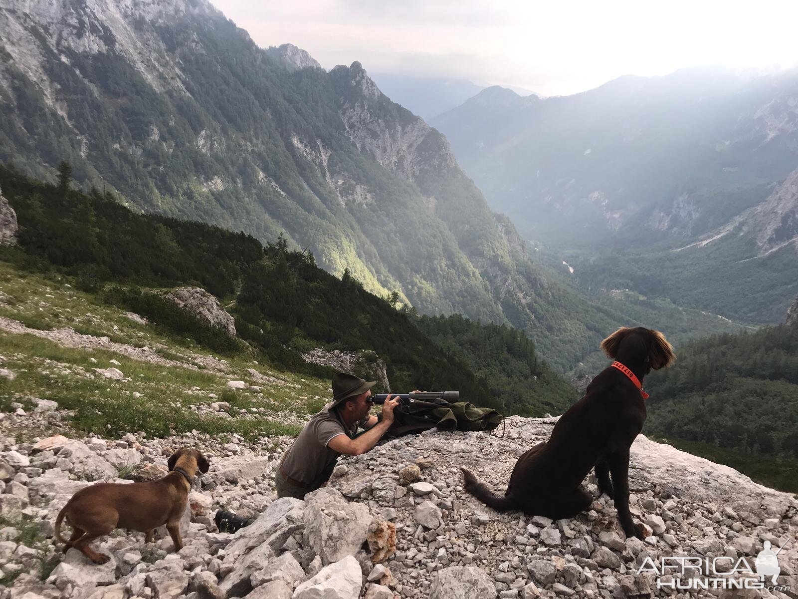 Hunting Chamois in Germany