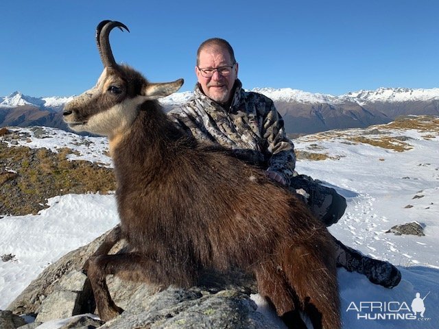 Hunting Chamois