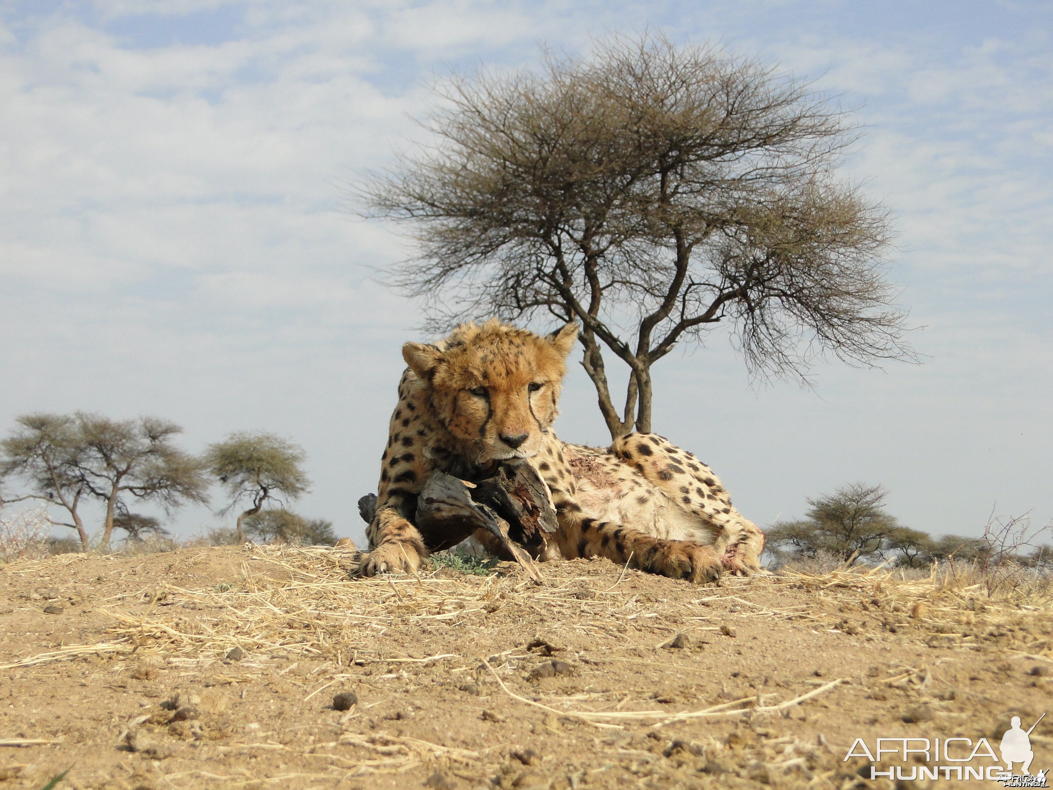 Hunting Cheetah at Ozondjahe Hunting Safaris in Namibia