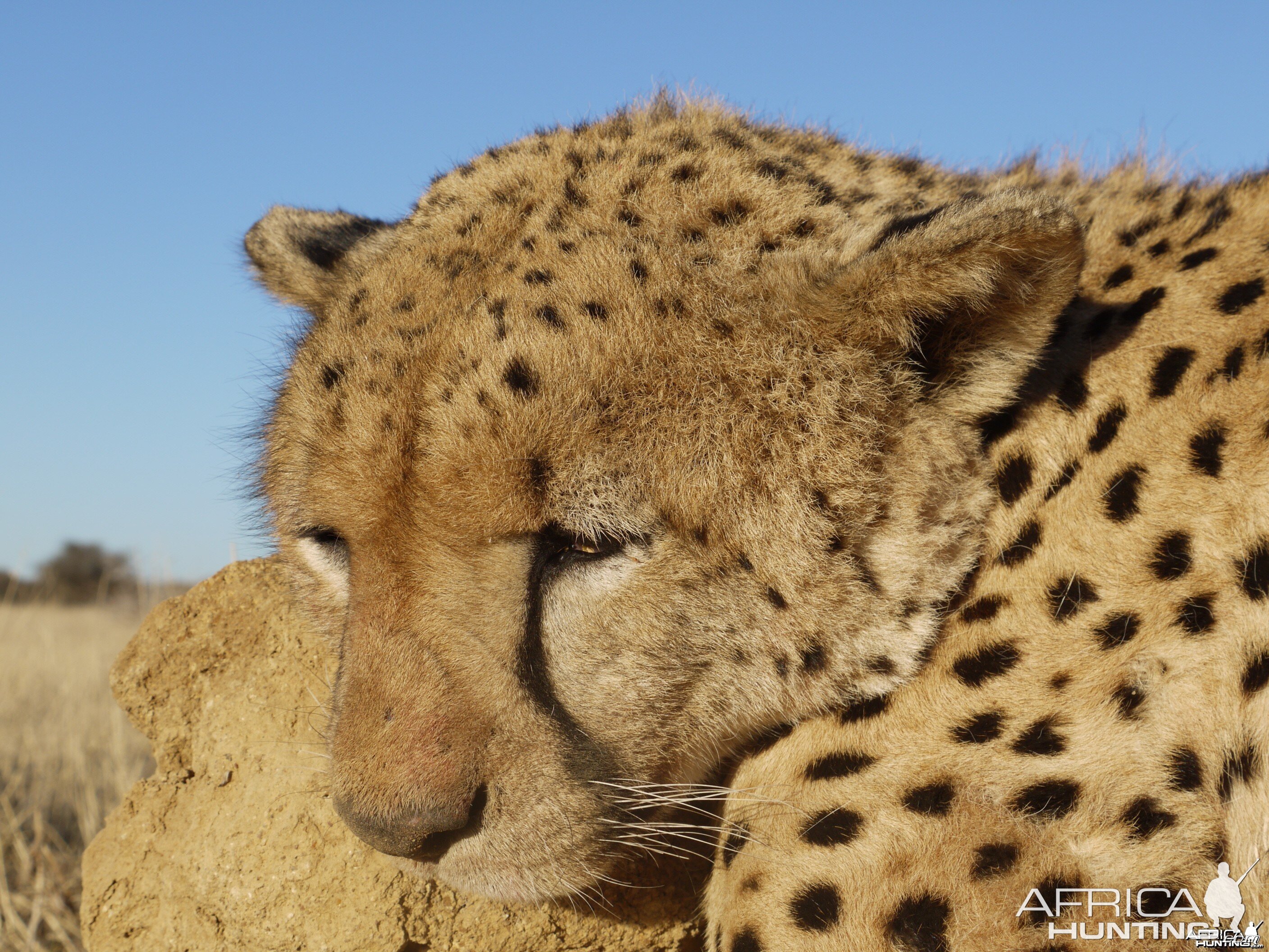 Hunting Cheetah in Namibia