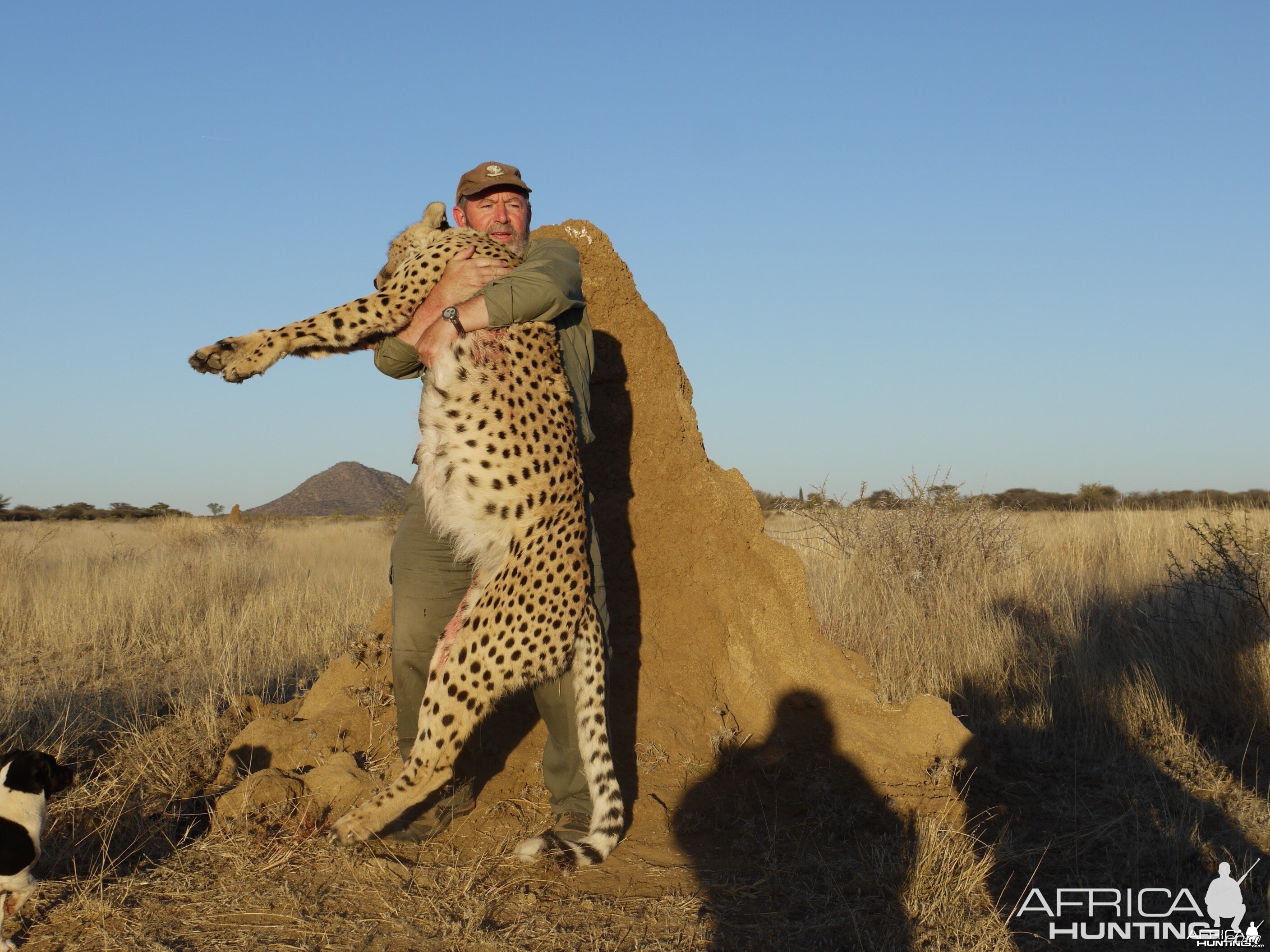 Hunting Cheetah in Namibia