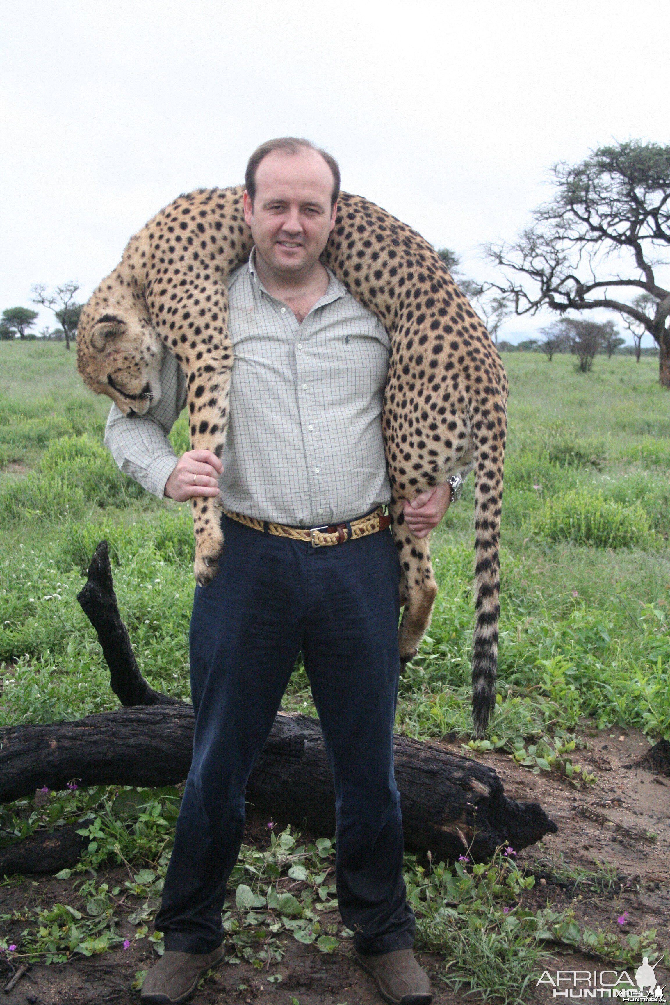 Hunting Cheetah in Namibia