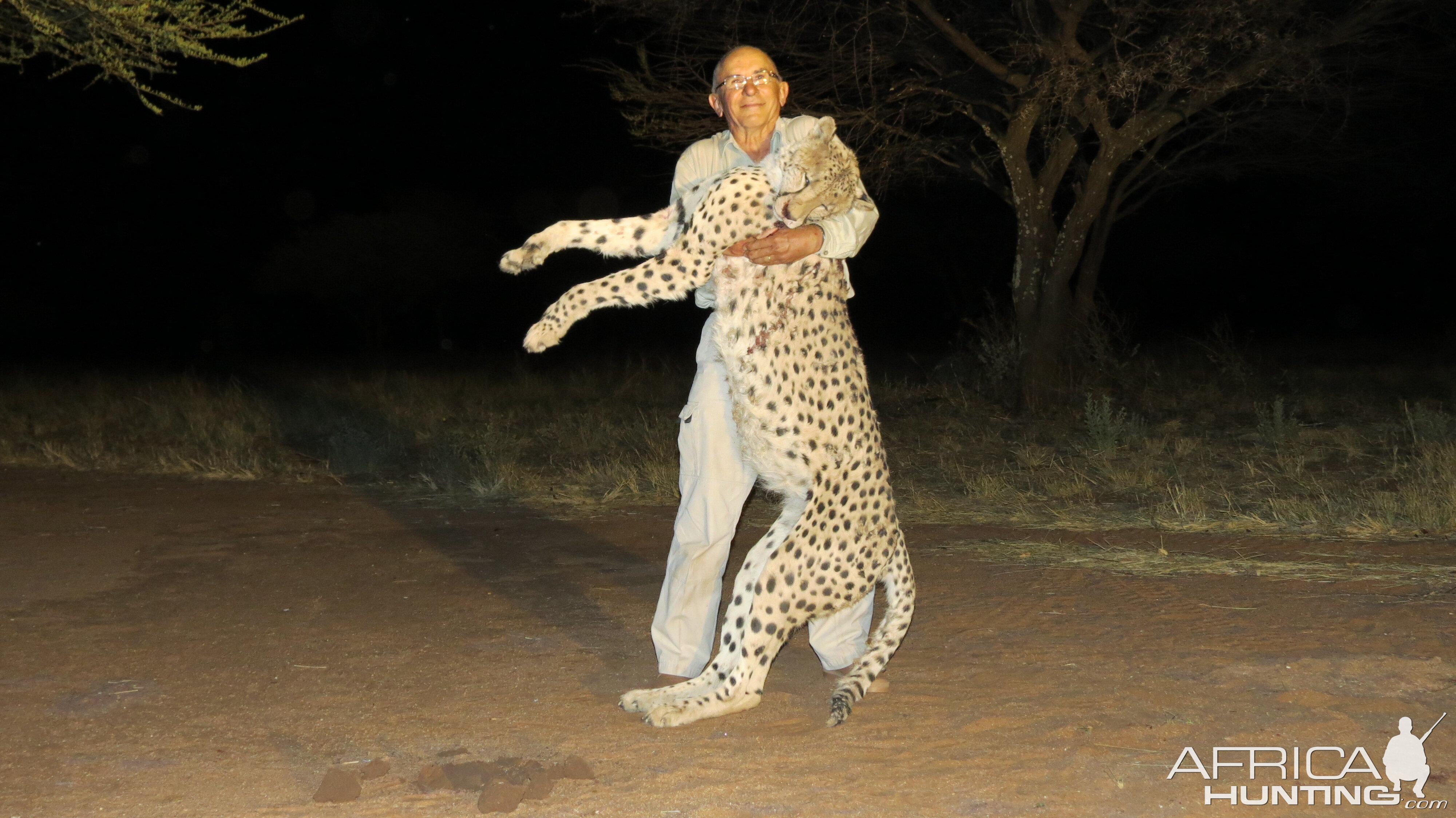 Hunting Cheetah in Namibia