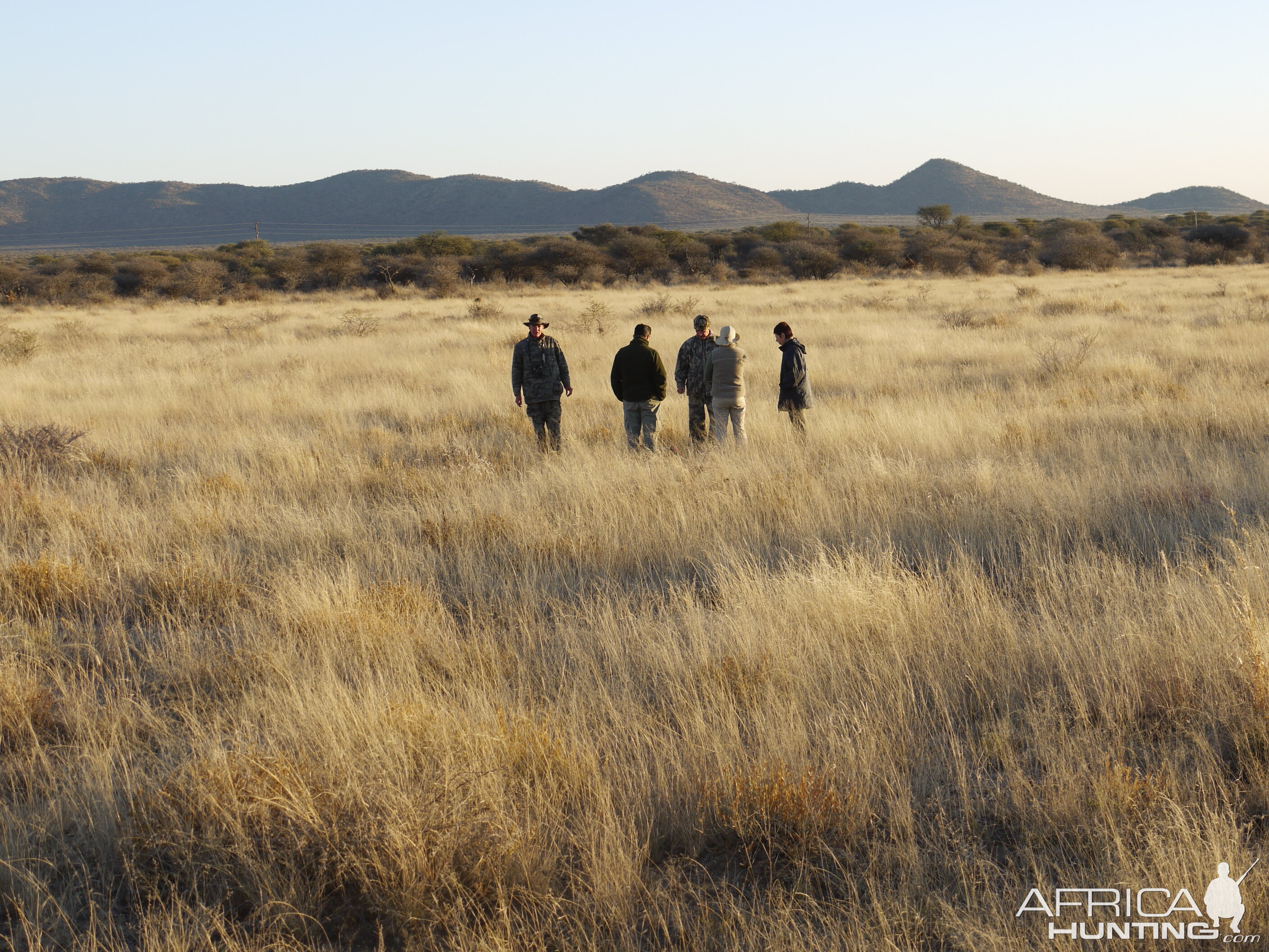 Hunting Cheetah in Namibia