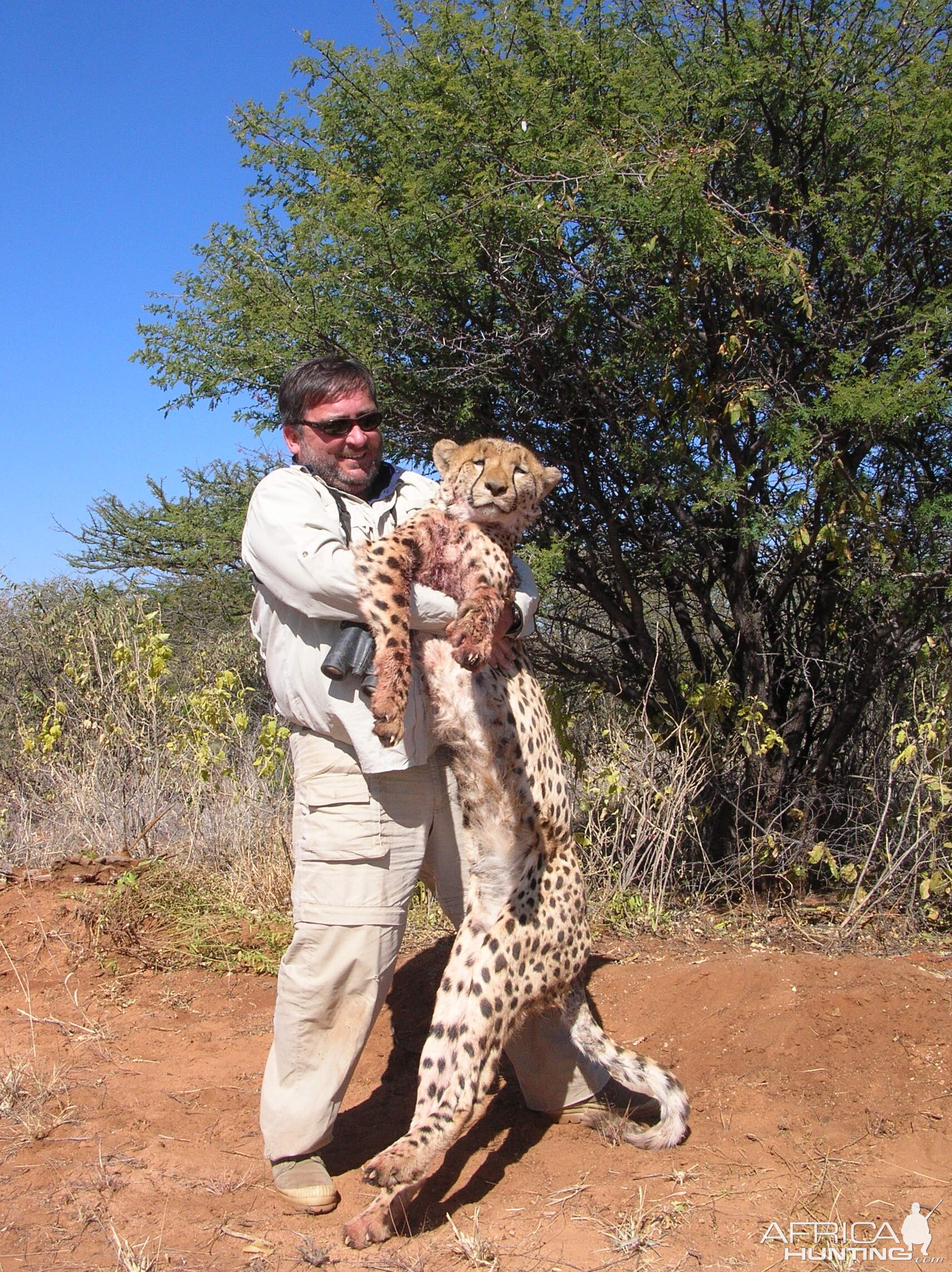 Hunting Cheetah in Namibia