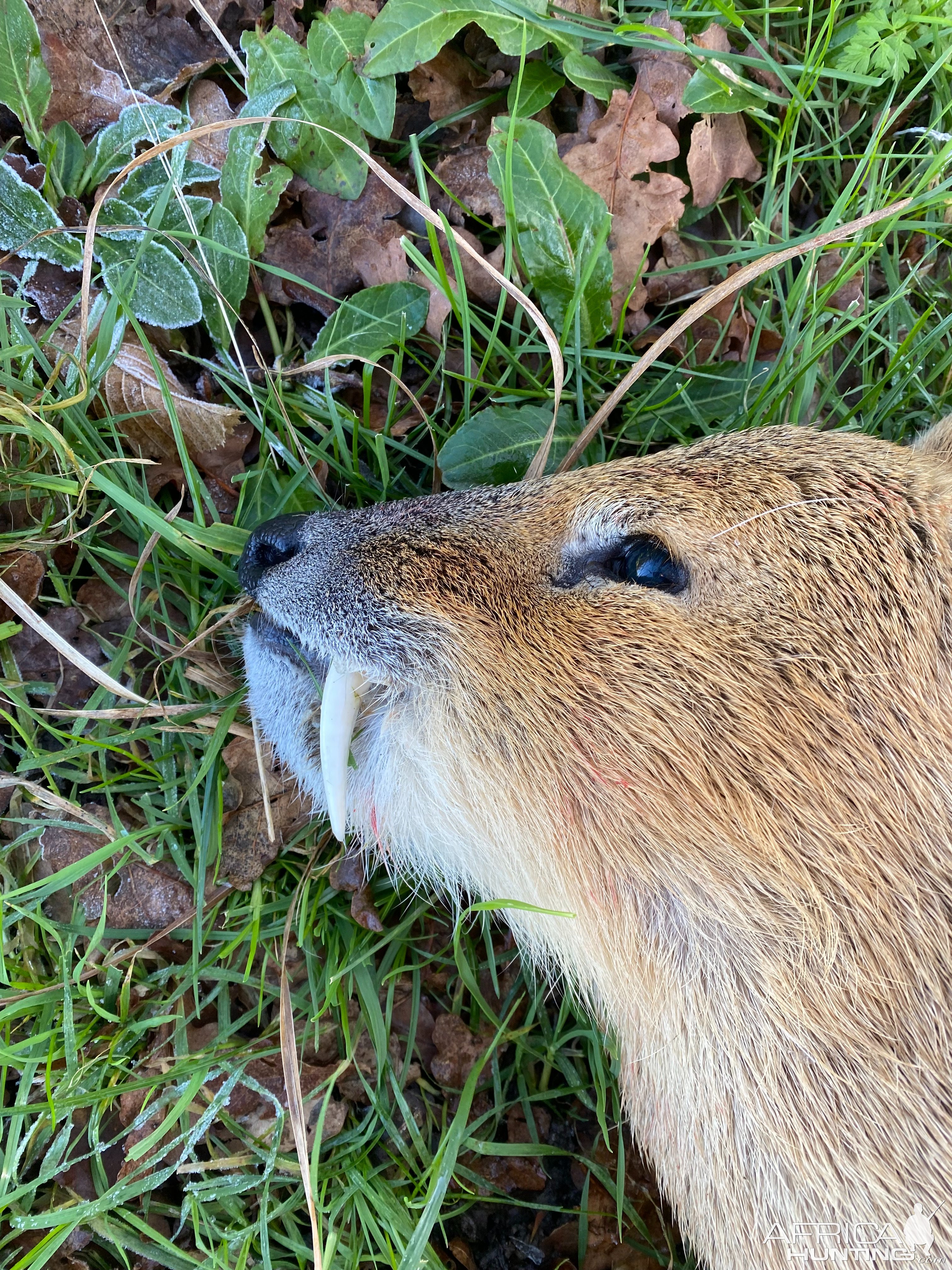 Hunting Chinese Water Deer