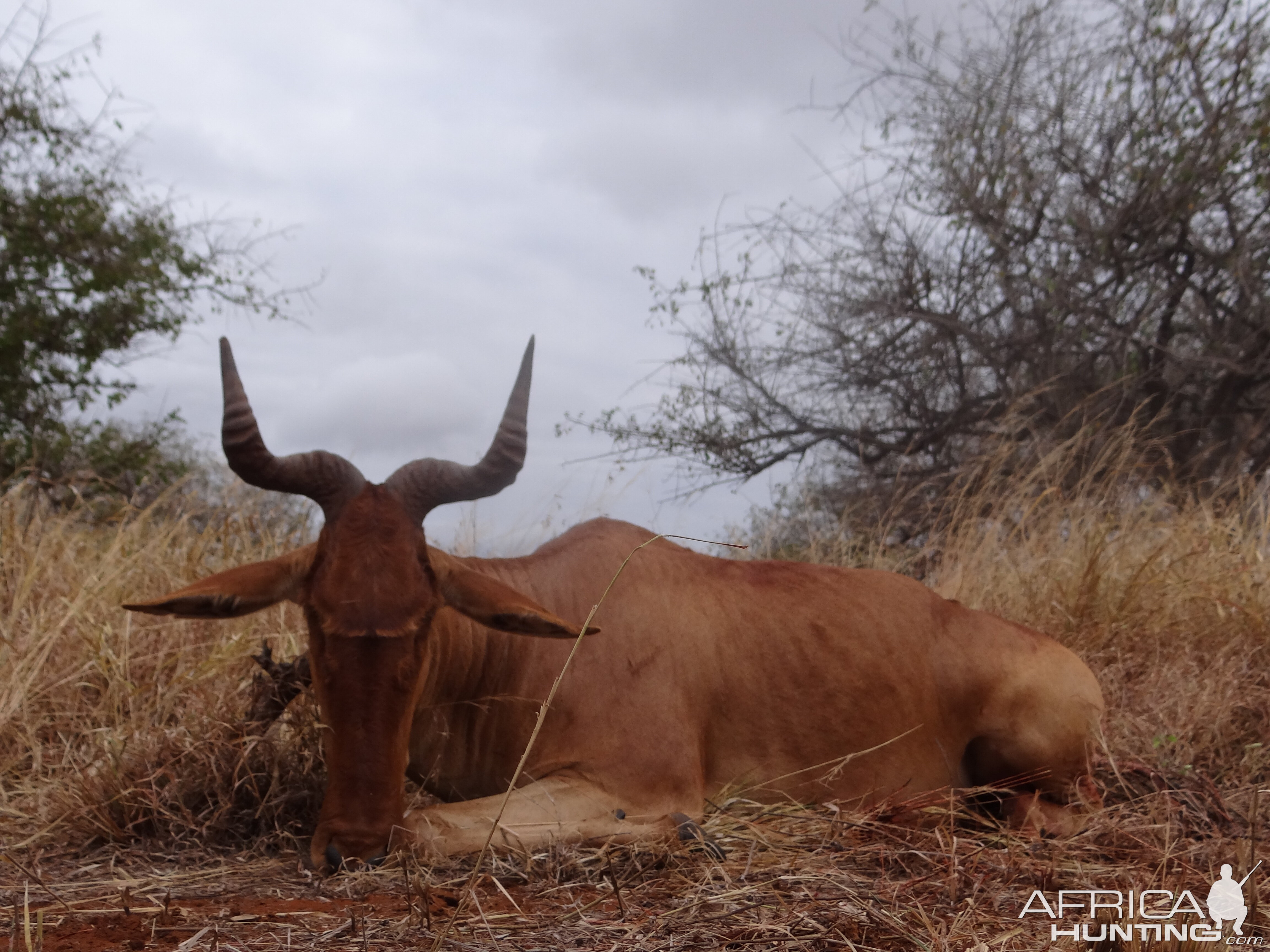 Hunting Coke Hartebeest