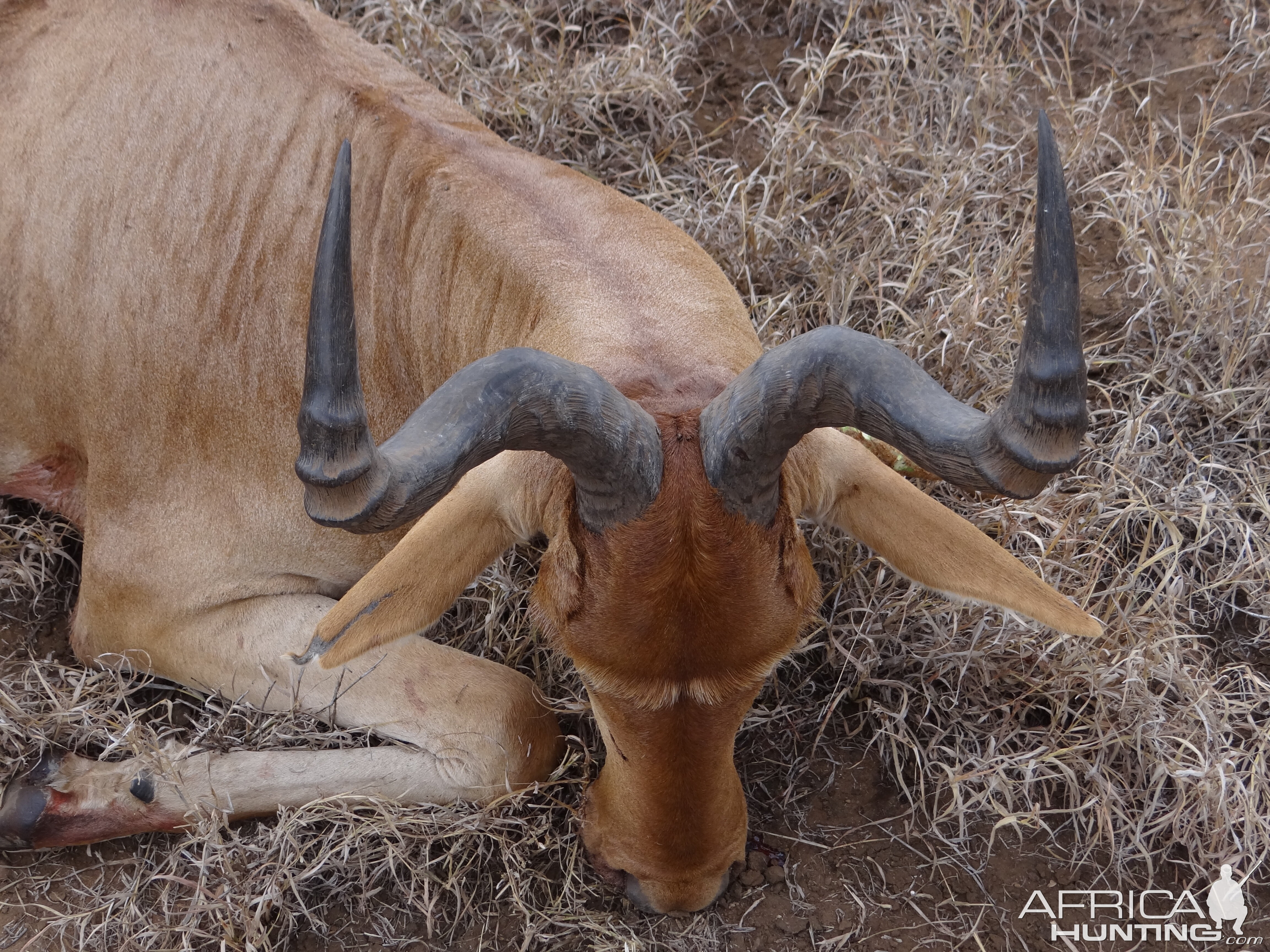 Hunting Coke Hartebeest