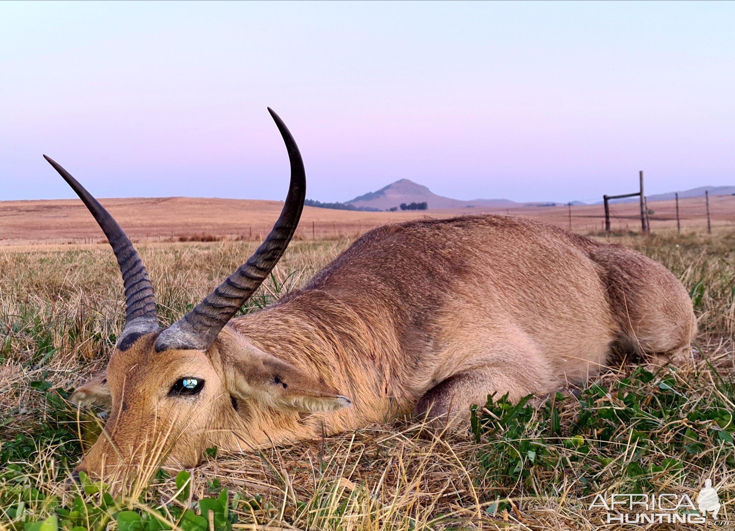 Hunting Common Reedbuck in South Africa