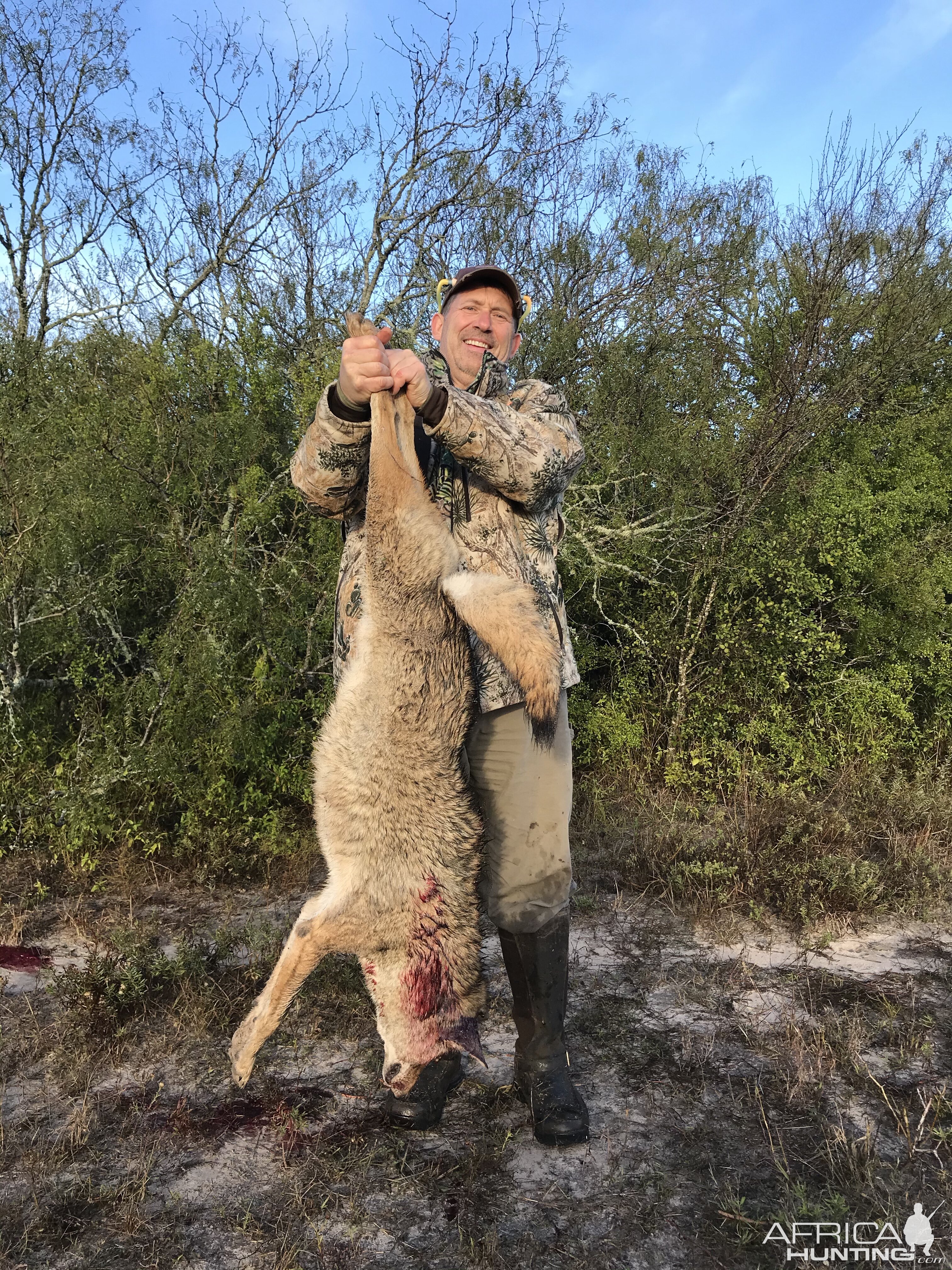 Hunting Coyote in Texas USA