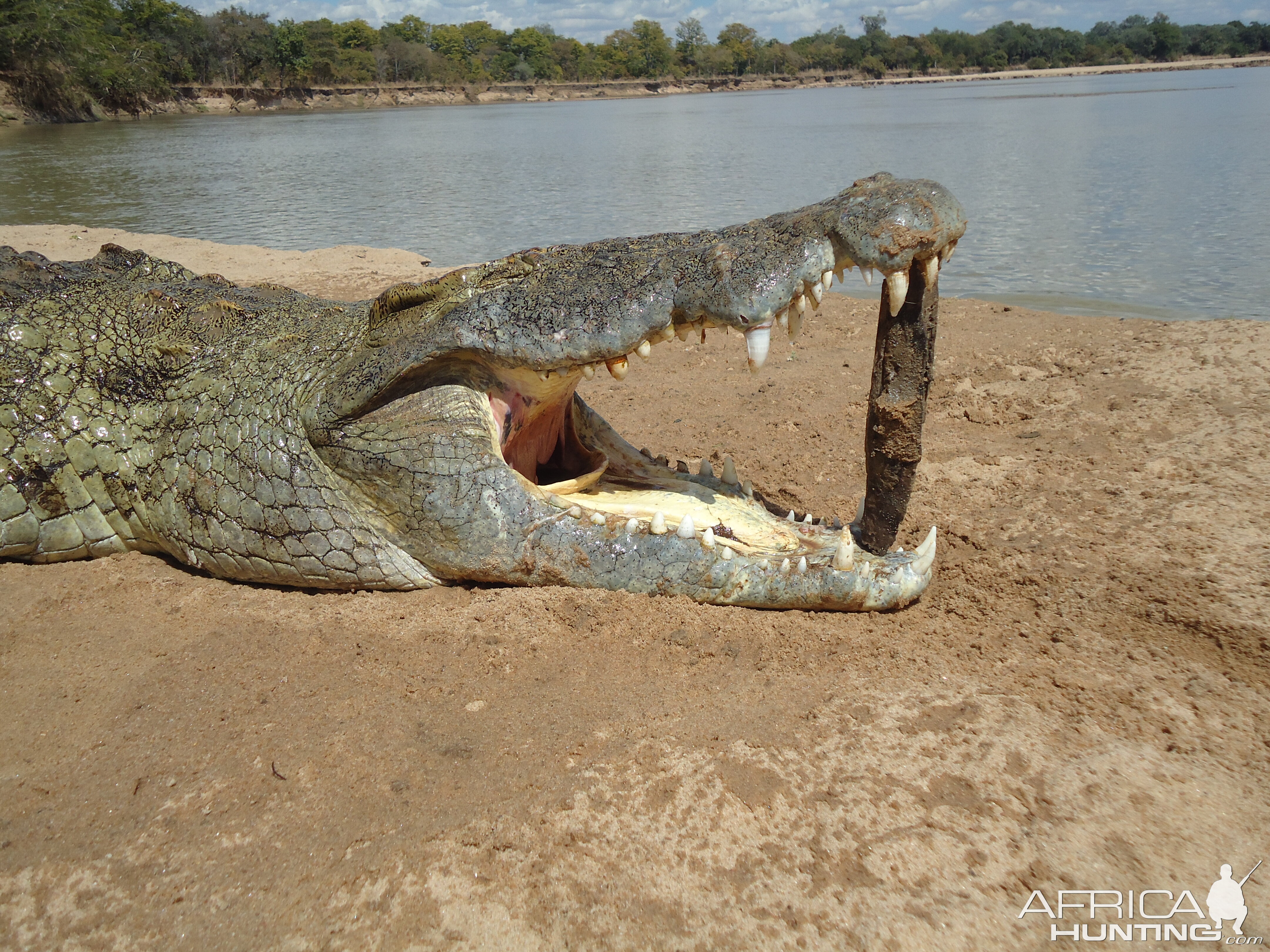 Hunting Crocodile in Zambia