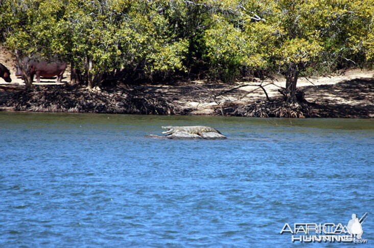 Hunting Crocodile Zambia