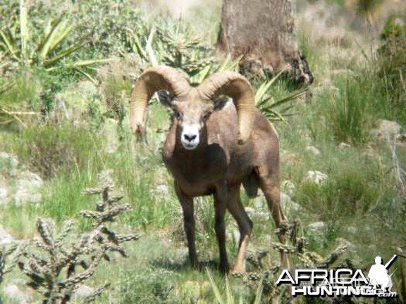 Hunting Desert Bighorn Sheep in Texas