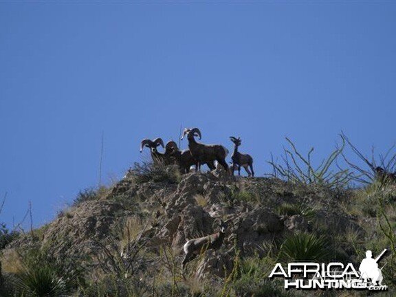 Hunting Desert Bighorn Sheep in Texas