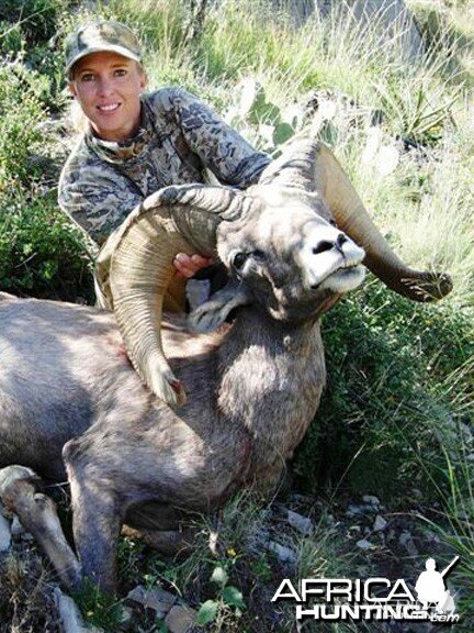 Hunting Desert Bighorn Sheep in Texas