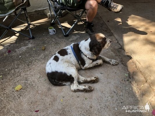 Hunting Dog South Africa