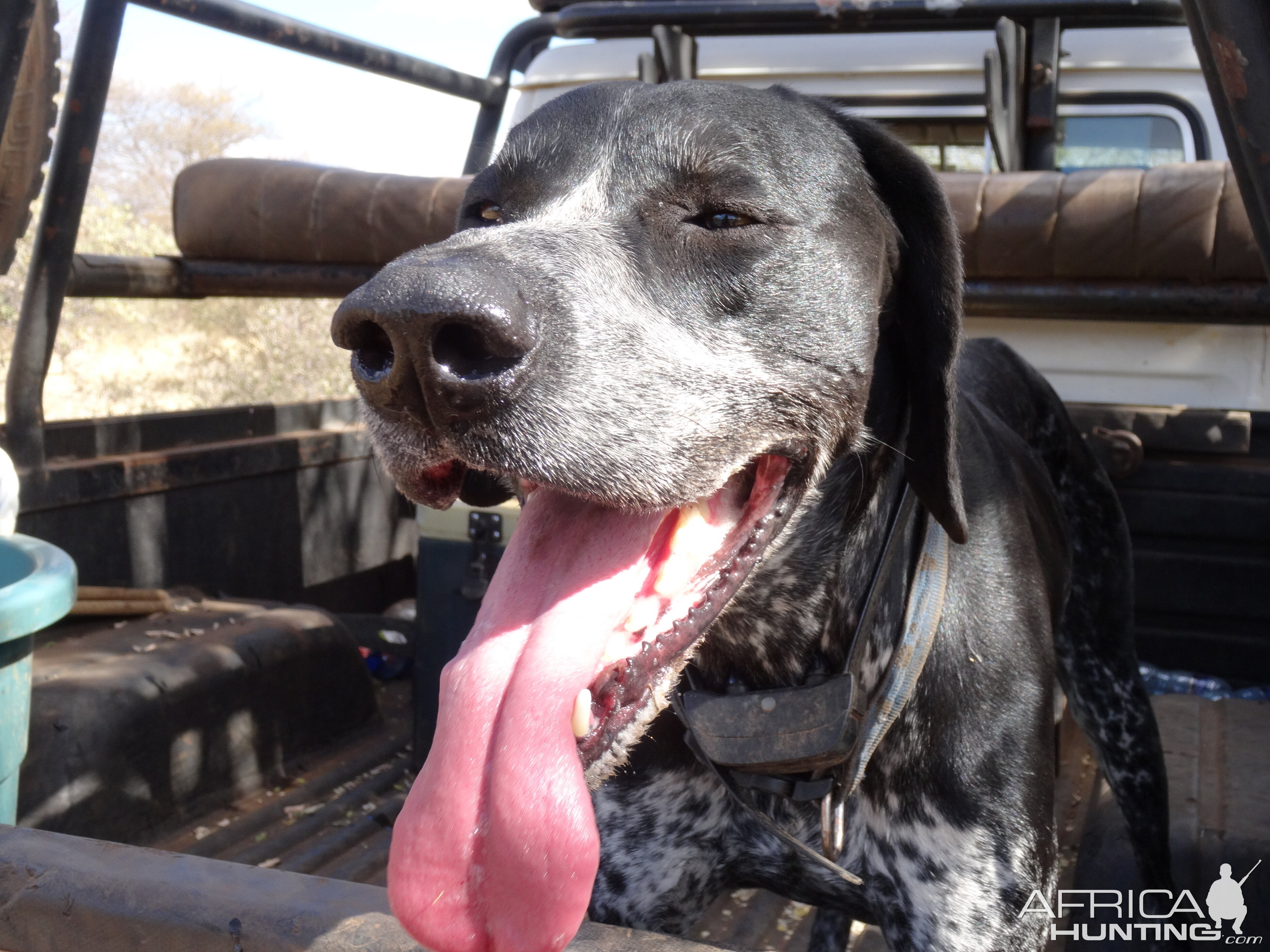 Hunting Dog South Africa