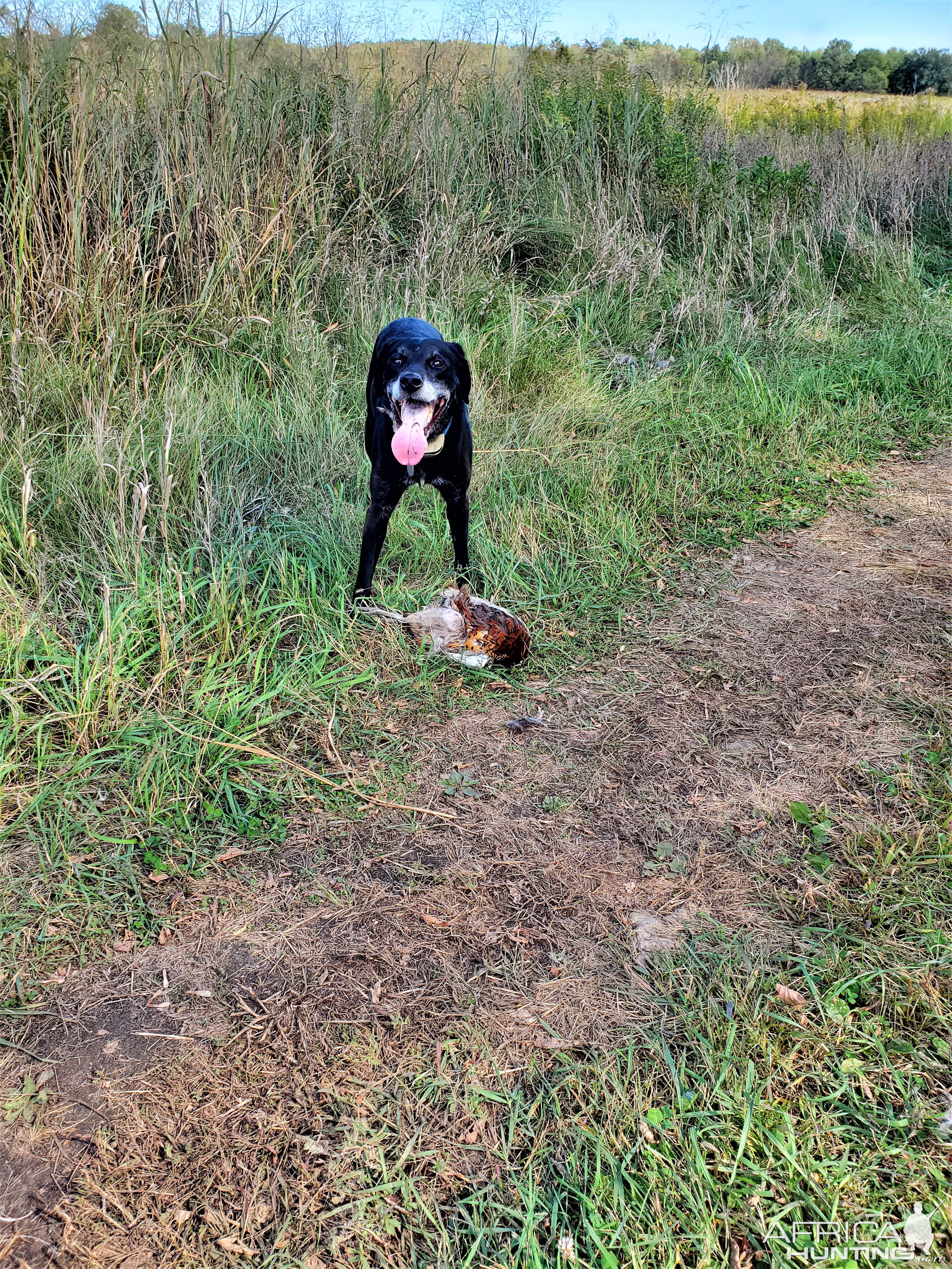 Hunting Dog