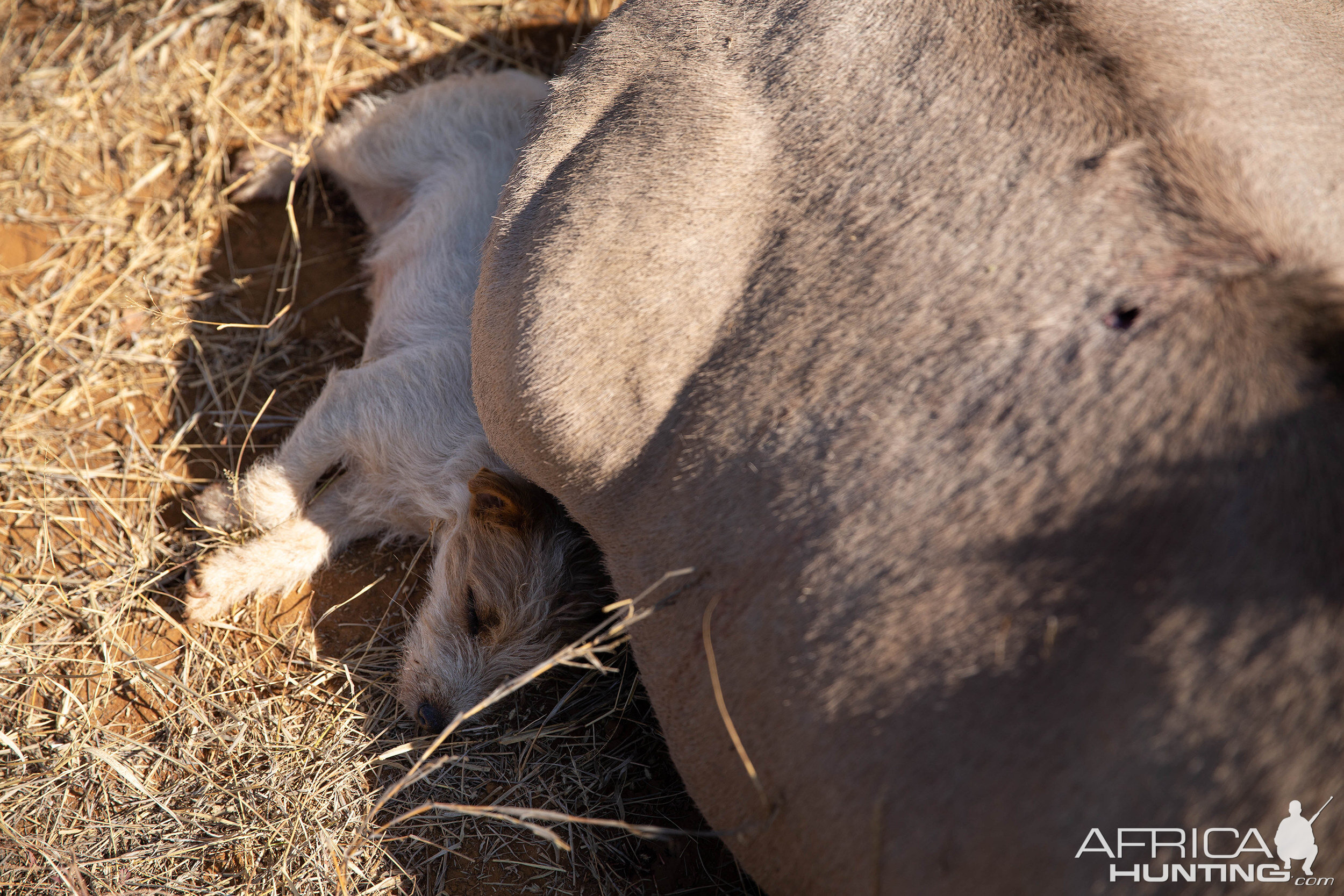 Hunting Dog