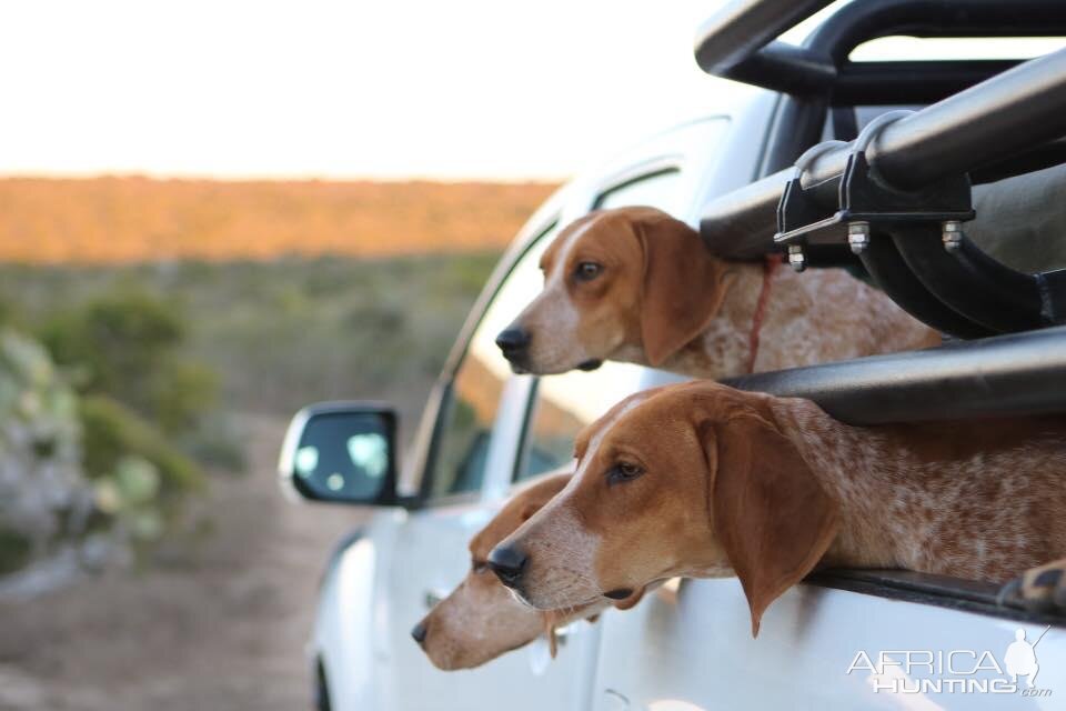 Hunting Dogs South Africa