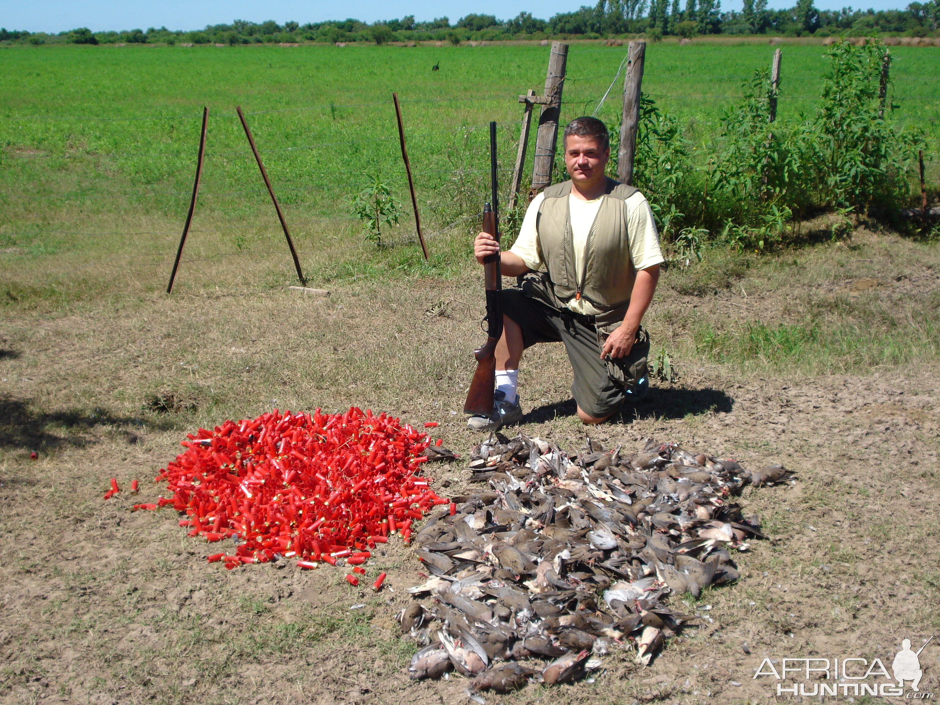 Hunting Dove in Argentina