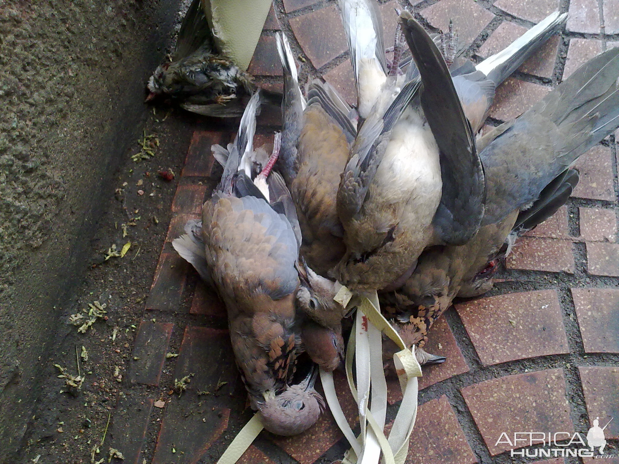 Hunting Doves in Egypt