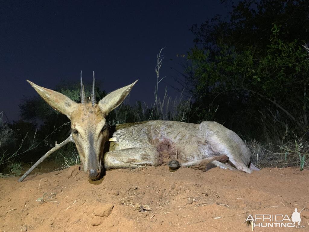 Hunting Duiker in South Africa