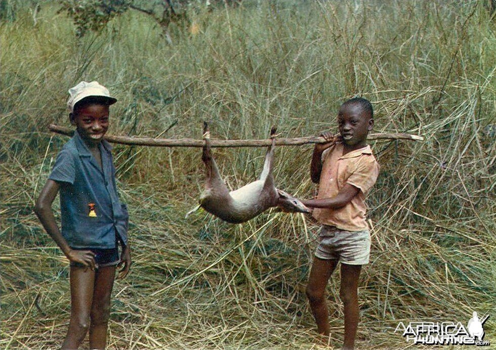 Hunting Duiker