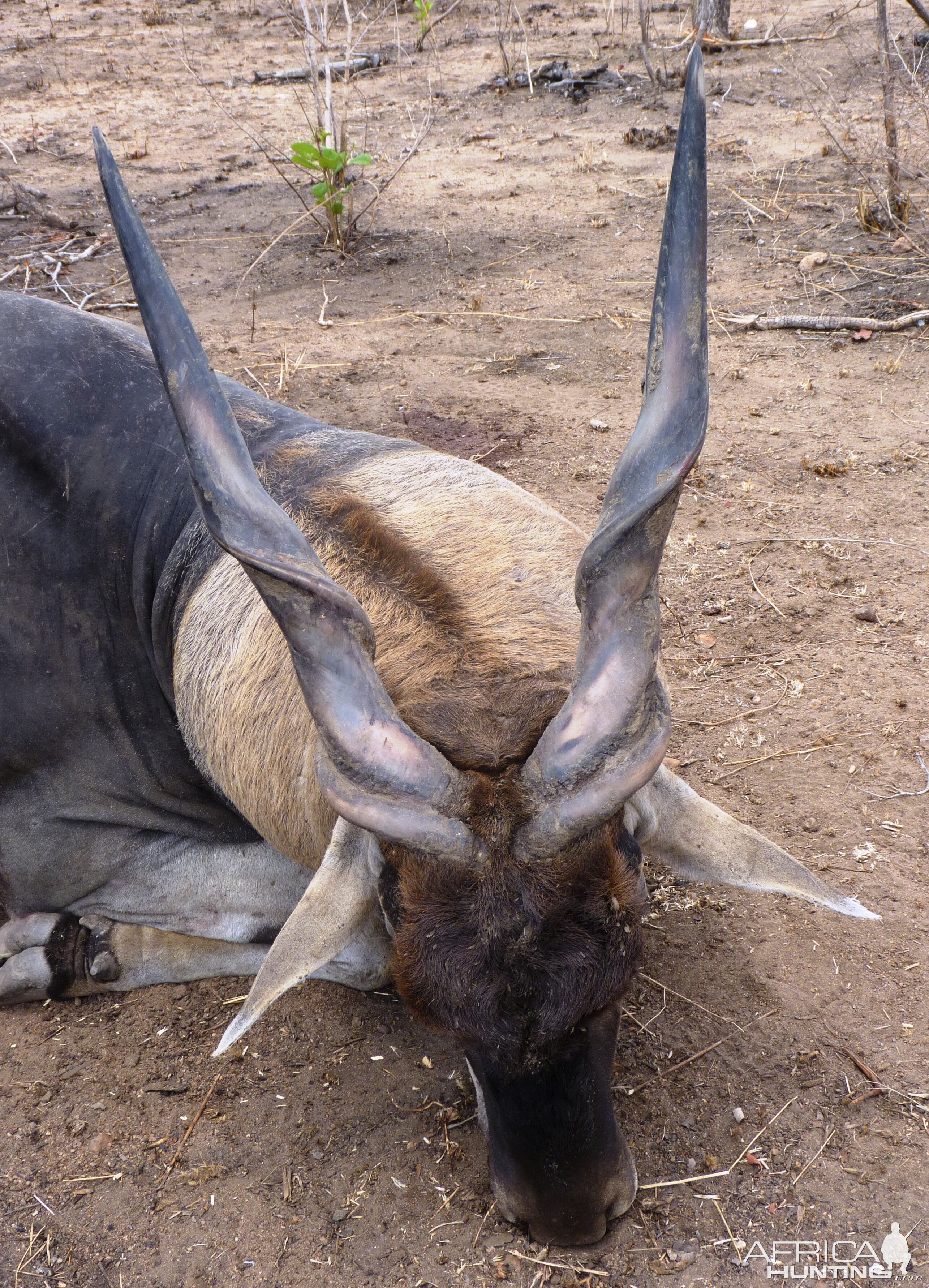 Hunting East African Eland Tanzania