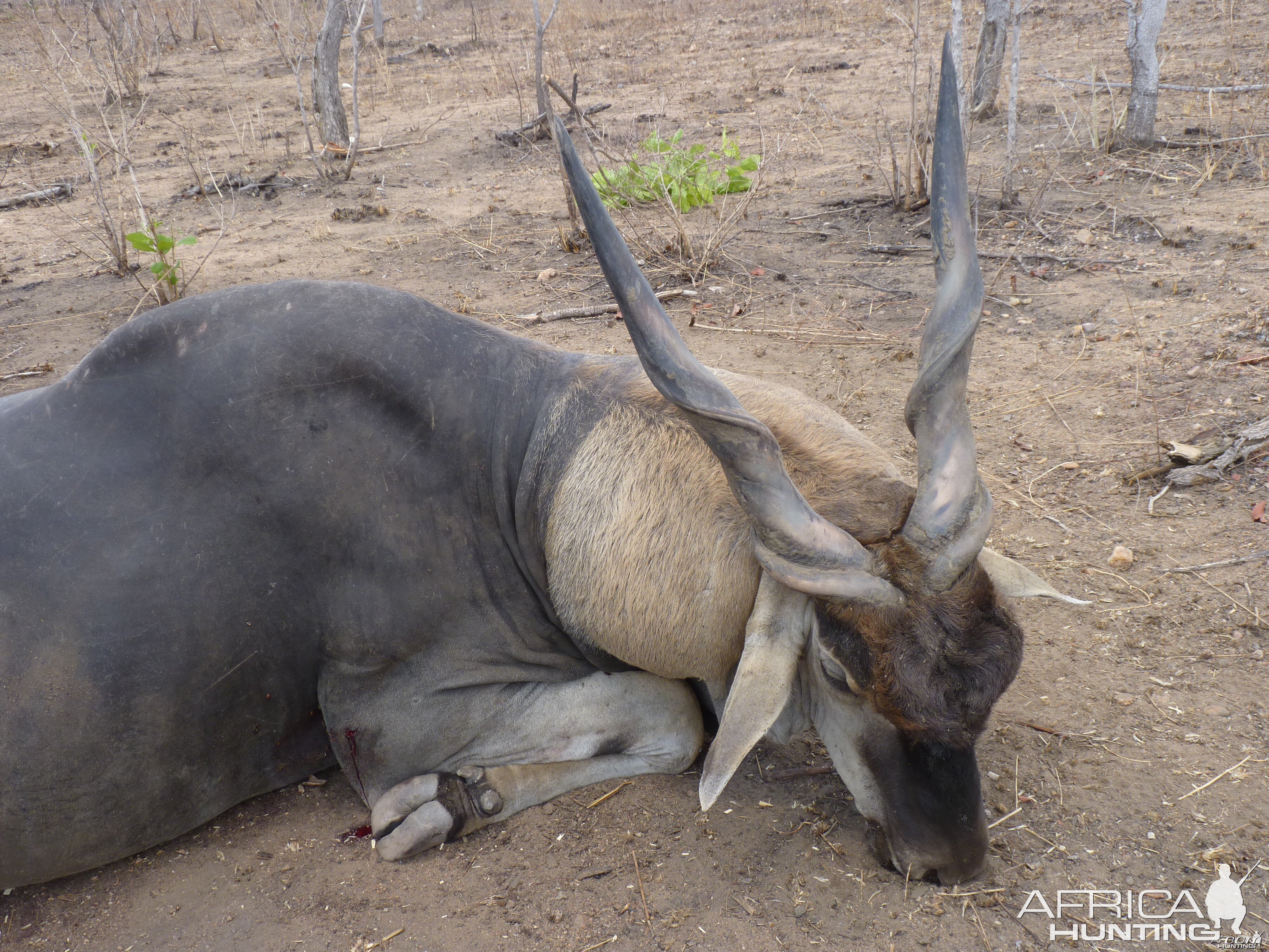 Hunting East African Eland Tanzania