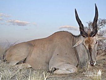 Hunting Eland Namibia