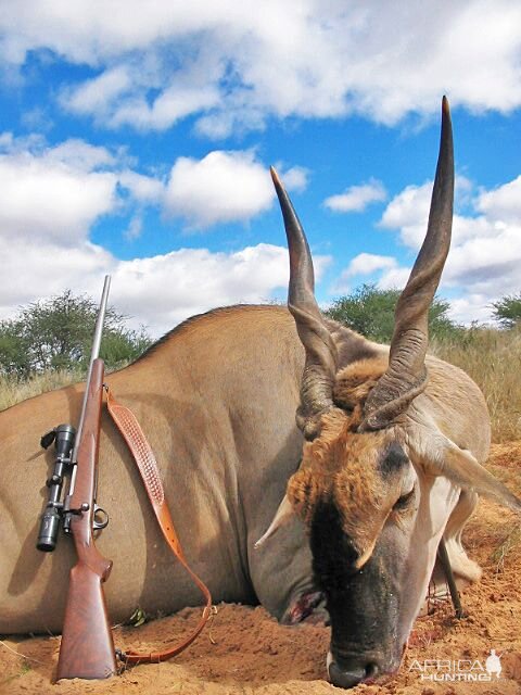 Hunting Eland Namibia