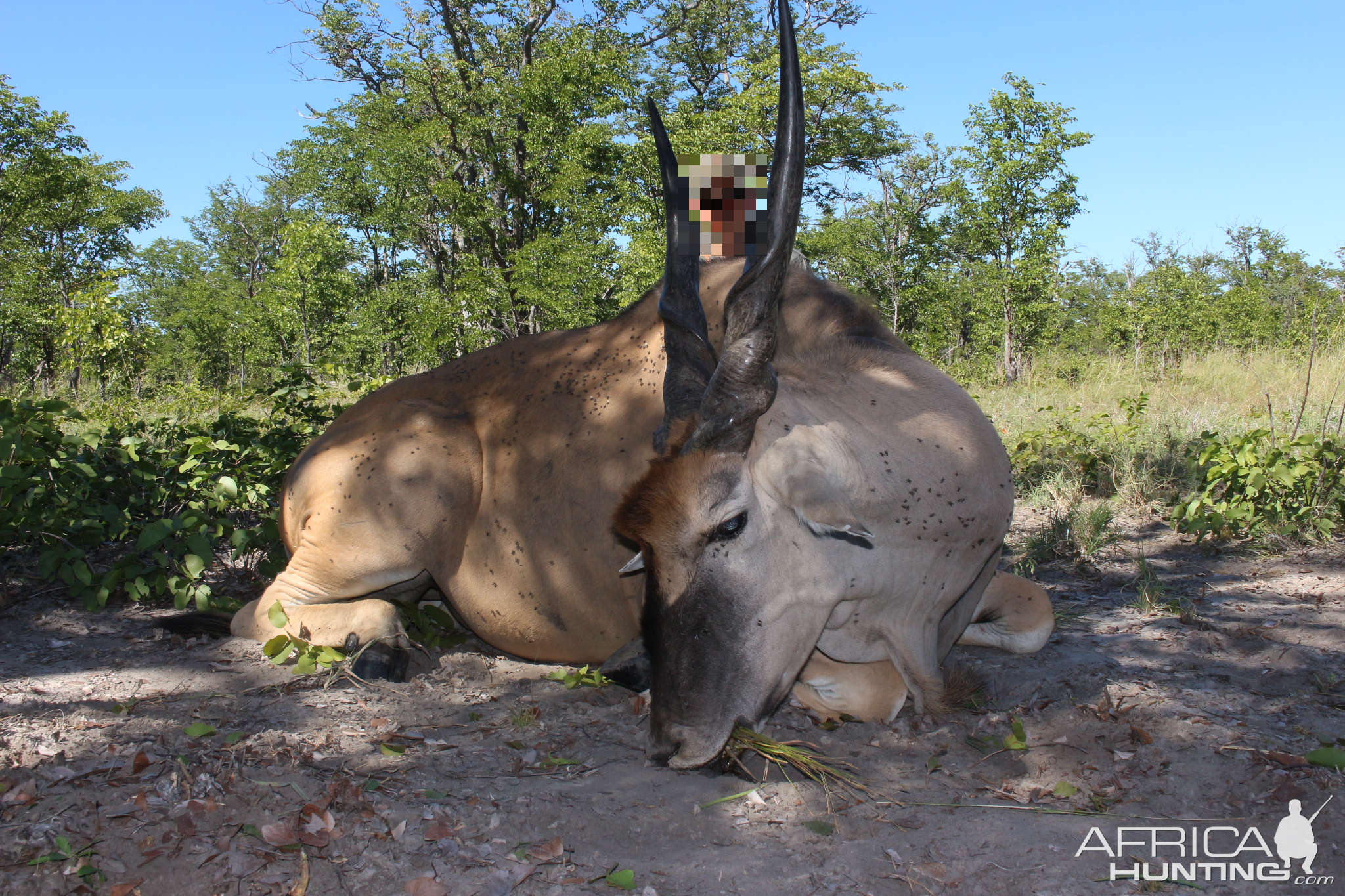 Hunting Eland