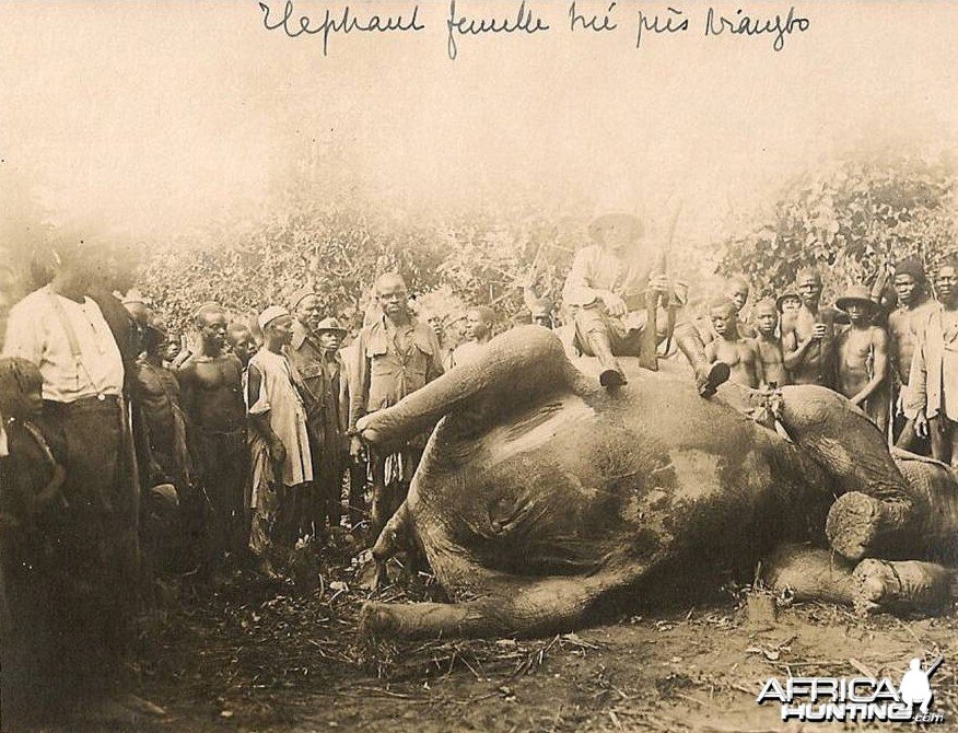 Hunting Elephant cow