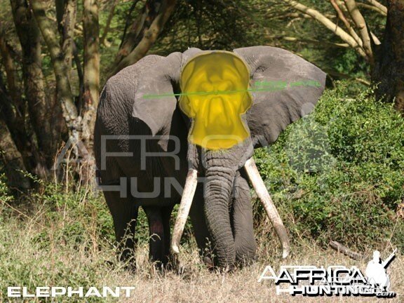 Hunting Elephant Front View Shot Placement