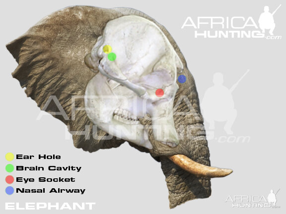 Hunting Elephant Head Shot Placement