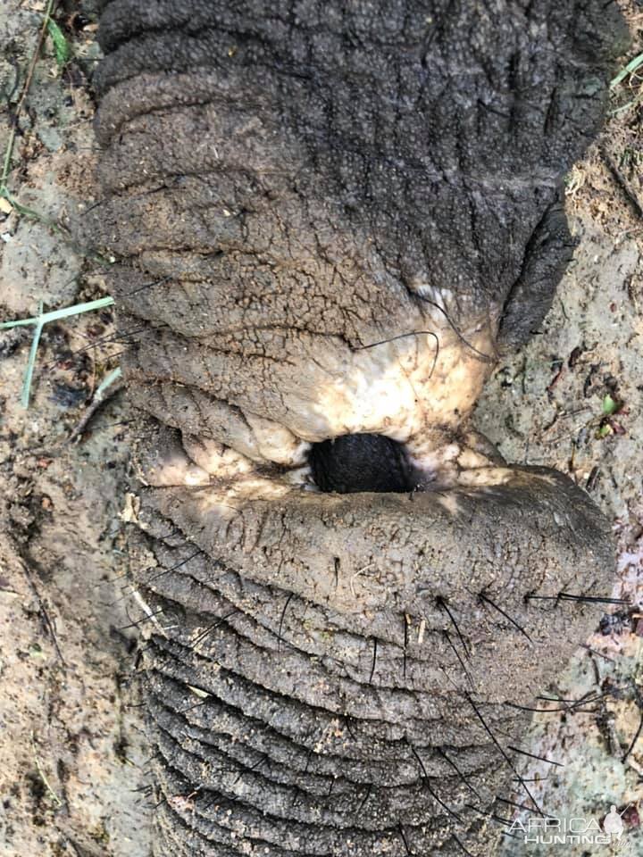 Hunting Elephant in Zimbabwe