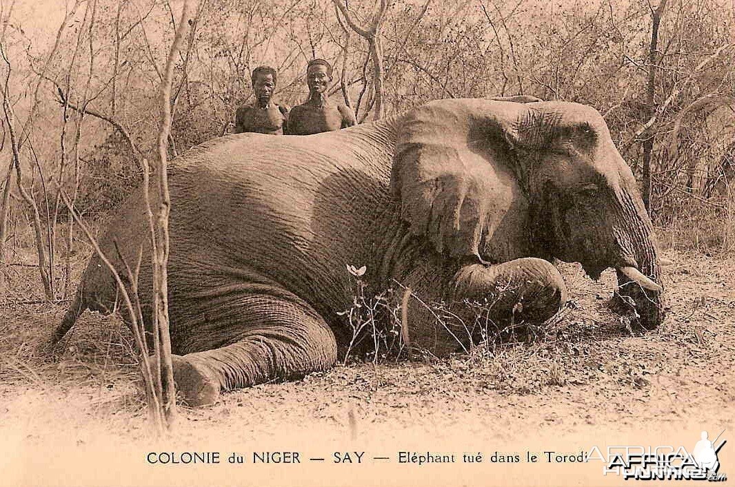 Hunting Elephant Nigeria