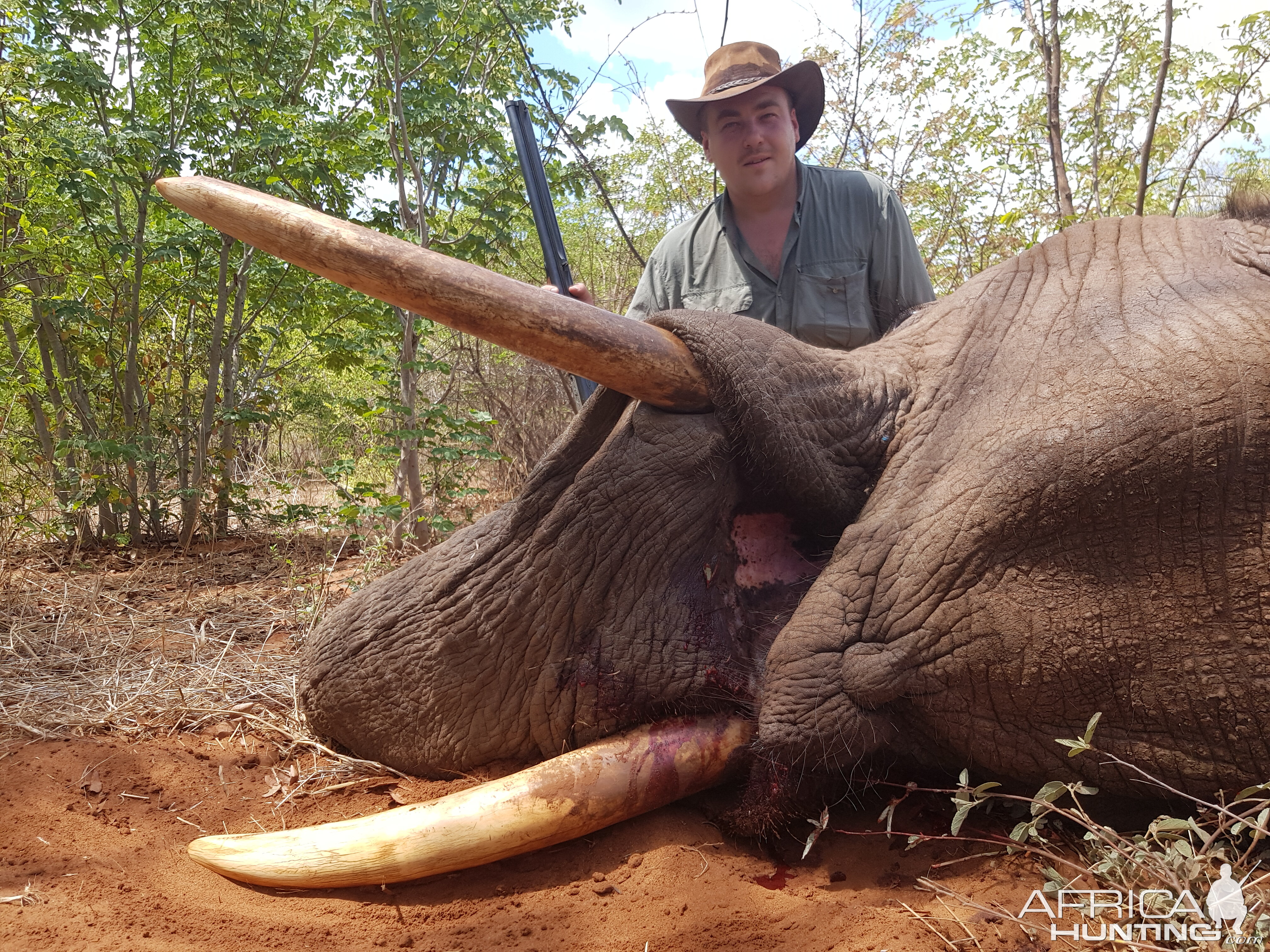 Hunting Elephant Zimbabwe