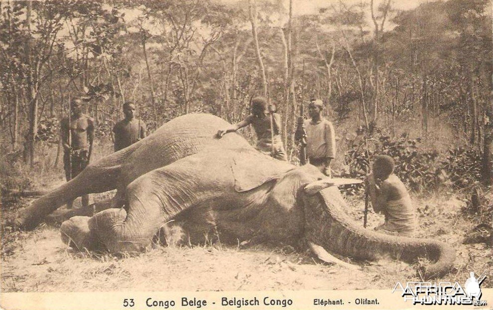 Hunting Elephant