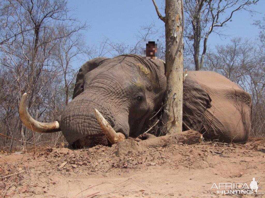 Hunting Elephant | AfricaHunting.com