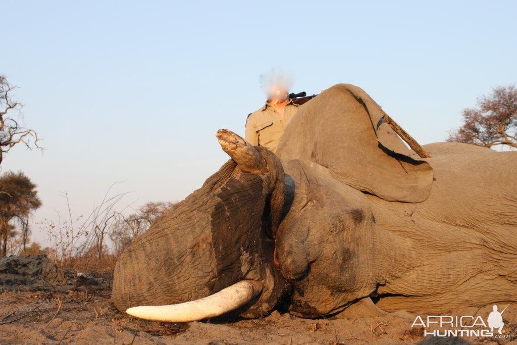 Hunting Elephant